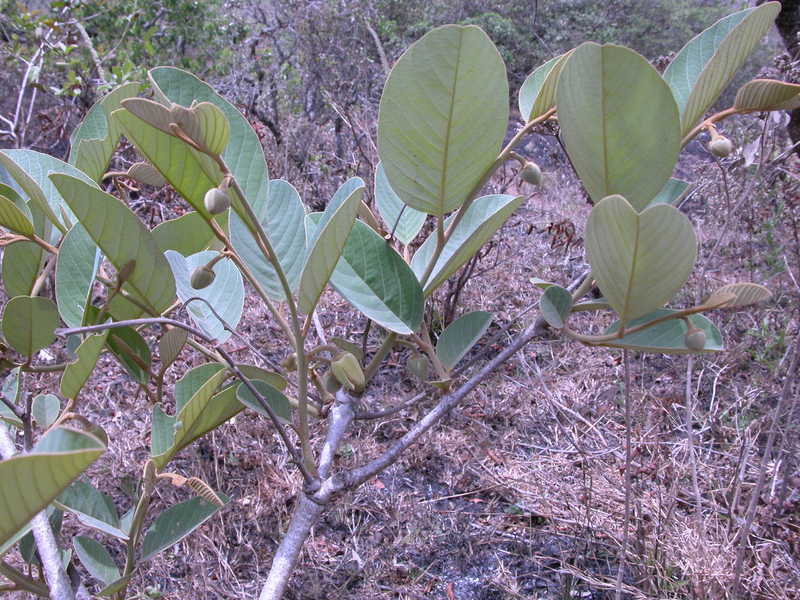 Imagem de Annona senegalensis Pers.