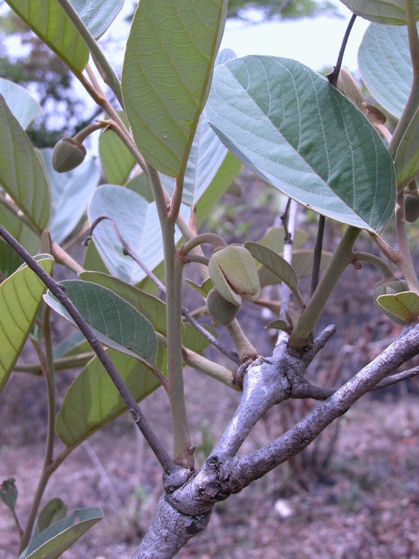 Imagem de Annona senegalensis Pers.