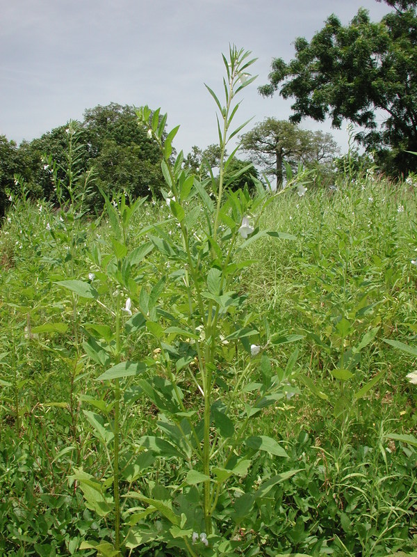 Image of sesame