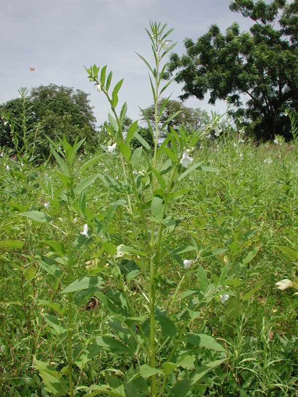 Image of sesame