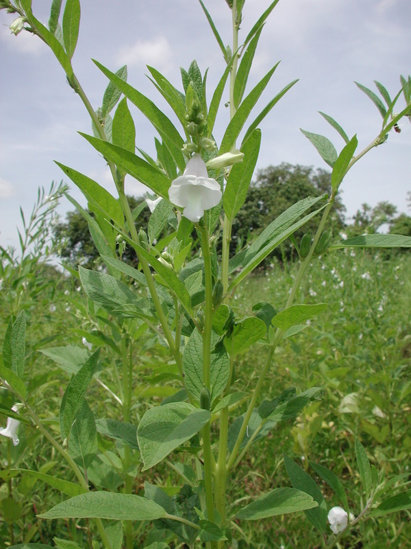 Image of sesame