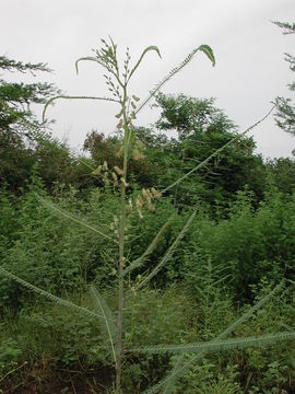 Image of Sesbania dalzielii E. Phillips & Hutch.