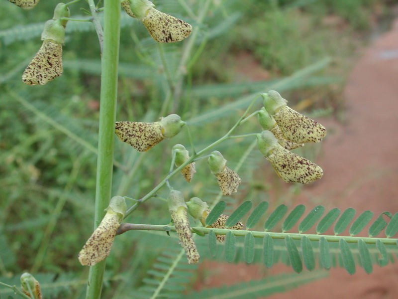 Image of Sesbania dalzielii E. Phillips & Hutch.