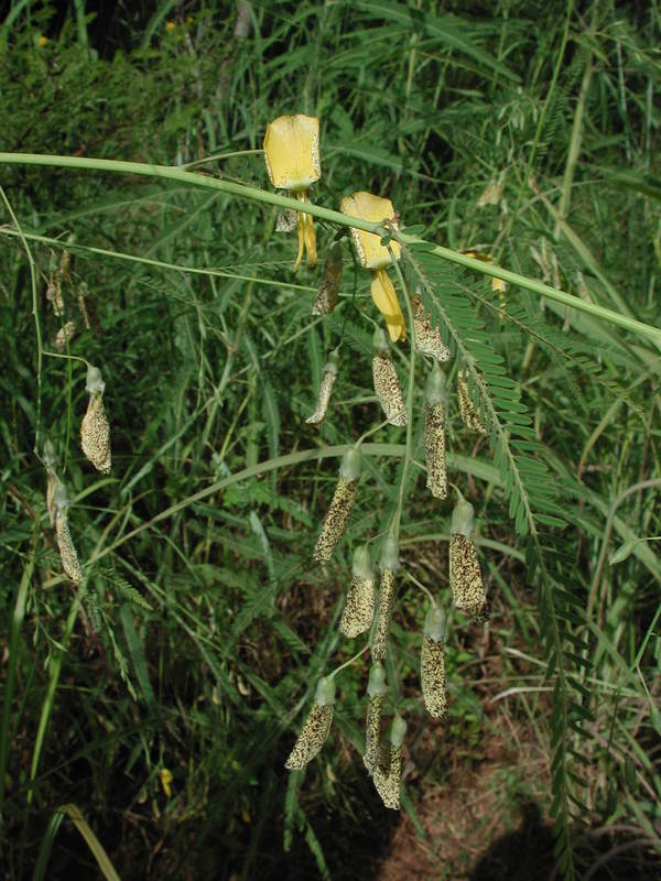 Image of Egyptian riverhemp