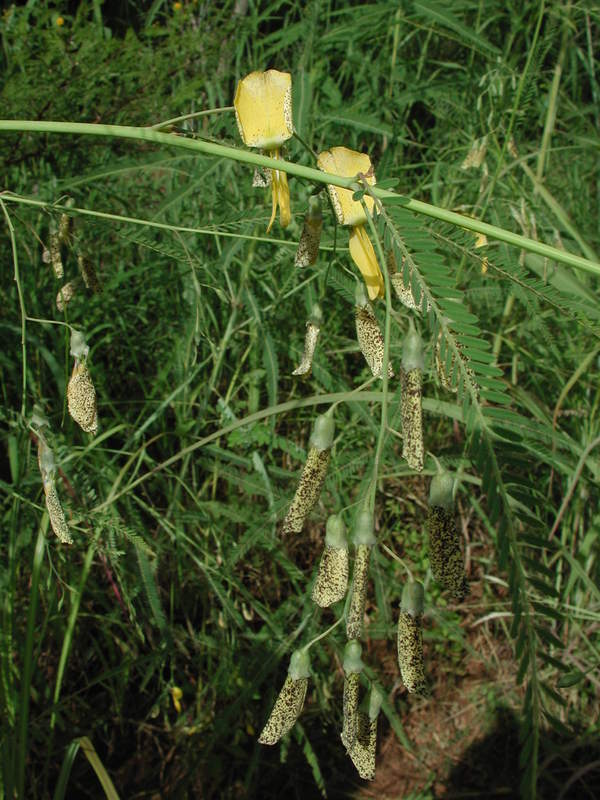 Image of Egyptian riverhemp