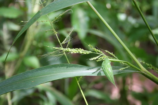 Image of East Indian bristlegrass