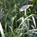 Image of Sida linearifolia A. St.-Hil.