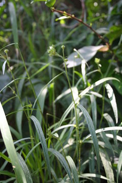 Image of Sida linearifolia A. St.-Hil.