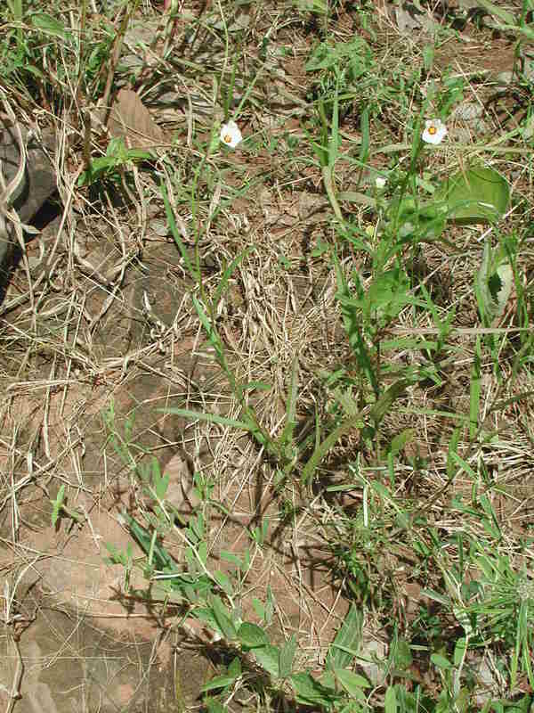 Image of Sida linearifolia A. St.-Hil.