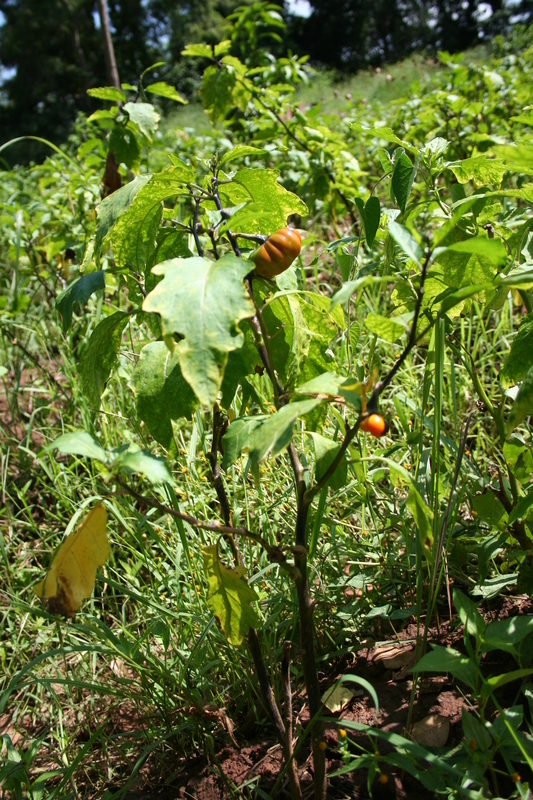 Solanum aethiopicum - Wikipedia