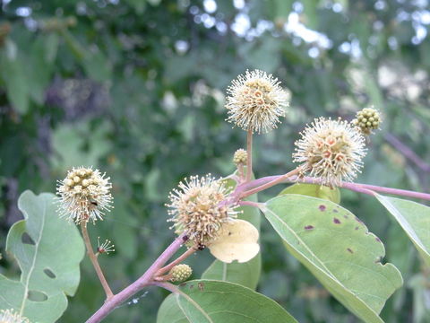 Image of Ngálǎma Tree