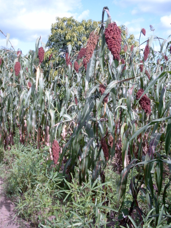 Image of sorghum