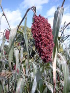 Image of sorghum