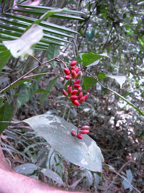 Image of Sorindeia juglandifolia (A. Rich.) Planch. ex Oliv.