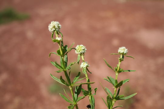 صورة Spermacoce verticillata L.