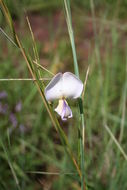 Imagem de Nesphostylis holosericea (Baker) Verdc.