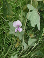 Слика од Nesphostylis holosericea (Baker) Verdc.