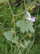 Слика од Nesphostylis holosericea (Baker) Verdc.