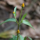 Image of Acmella uliginosa (Sw.) Cass.