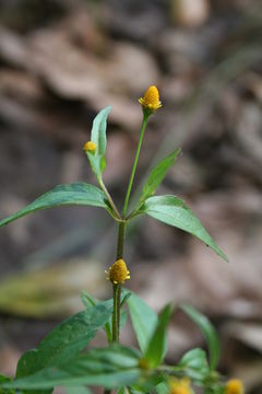 Image of Acmella uliginosa (Sw.) Cass.