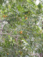 Image of hog plum