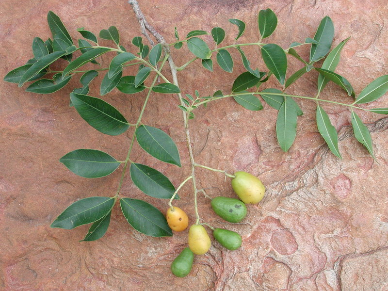 Image of hog plum