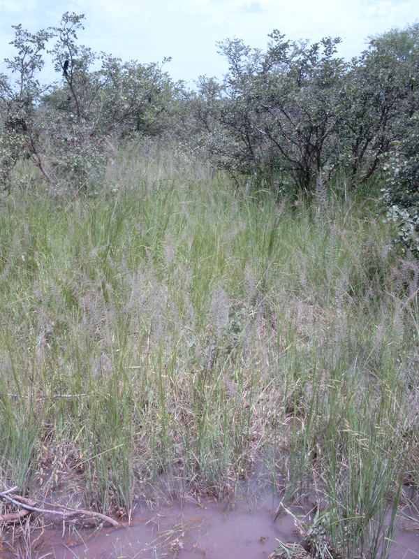 Image of Catstail dropseed