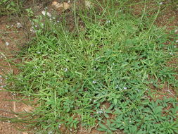 Image of Stachytarpheta indica (L.) Vahl