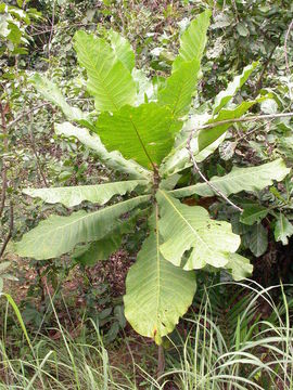 Image de Anthocleista procera Lepr. ex Bureau