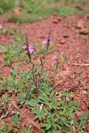 Image of purple witchweed