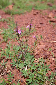 Image de Striga hermonthica (Del.) Benth.