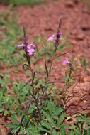 Image of purple witchweed