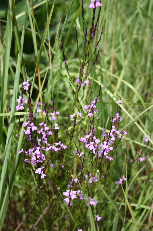 Image of purple witchweed