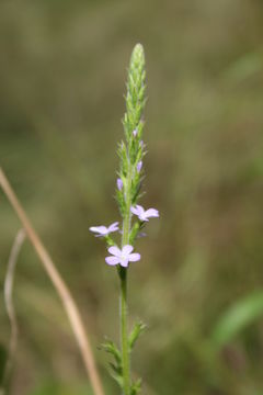 Image of Striga klingii (Engl.) Skan