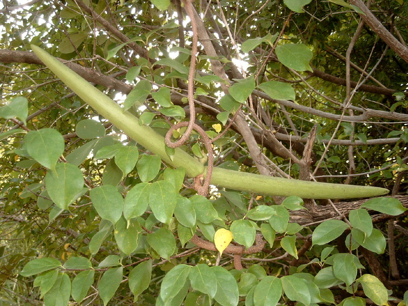 Plancia ëd Strophanthus sarmentosus DC.