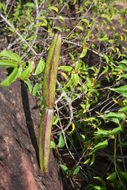 Image de Strophanthus sarmentosus DC.