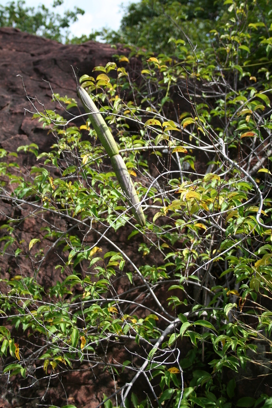 Image de Strophanthus sarmentosus DC.