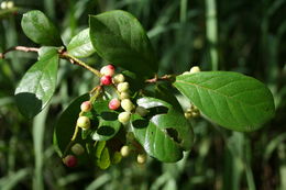 Image of Tassel berry