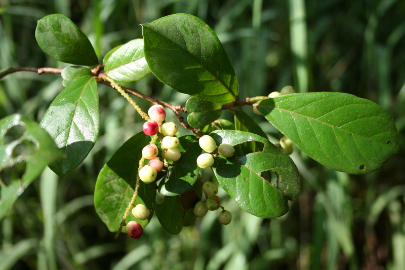 Image of Tassel berry