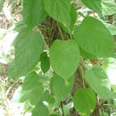 Image of African telosma