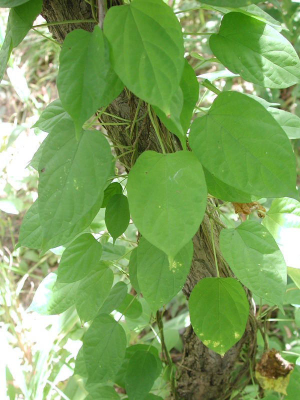 Image of African telosma