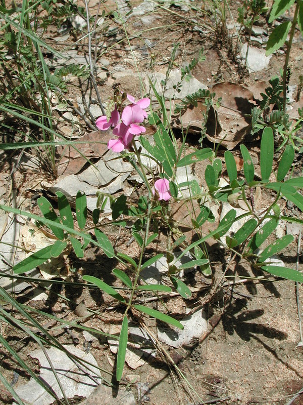 Image of Tephrosia bracteolata Guill. & Perr.