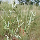 Image of Tephrosia sylviae Berhaut