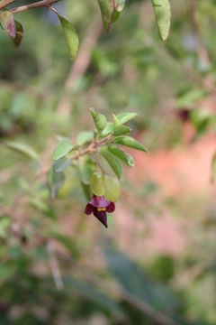 Image of Tinnea aethiopica Kotschy ex Hook. fil.