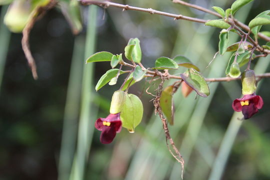 Sivun Tinnea aethiopica Kotschy ex Hook. fil. kuva