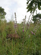 Image of Tinnea barteri Gürke