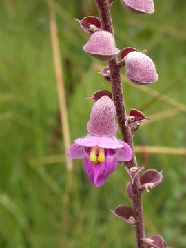 Image of Tinnea barteri Gürke