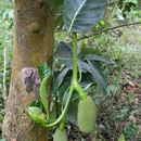 Image of <i>Artocarpus heterophylla</i> Lam.