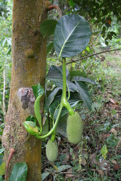 Image of <i>Artocarpus heterophylla</i> Lam.