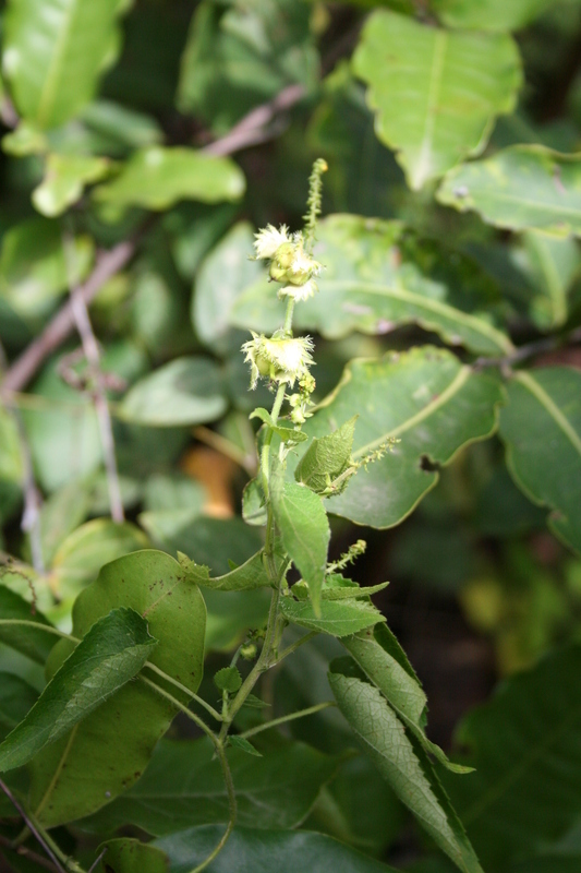 Image of Tragia senegalensis Müll. Arg.